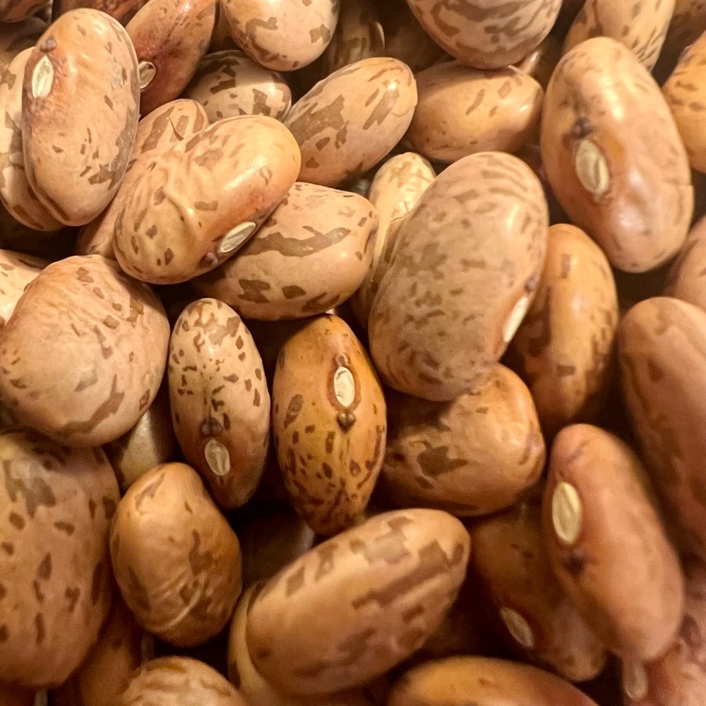 Pinto (Phaseolus Vulgaris) Beans Seeds Drought-Tolerant Half LB